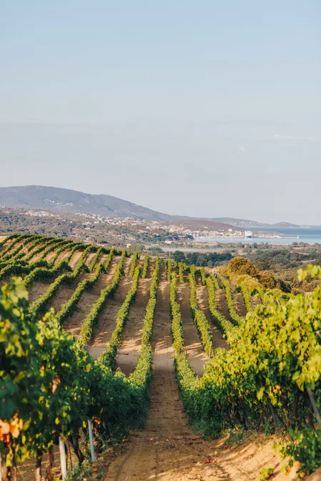 Image vigneron