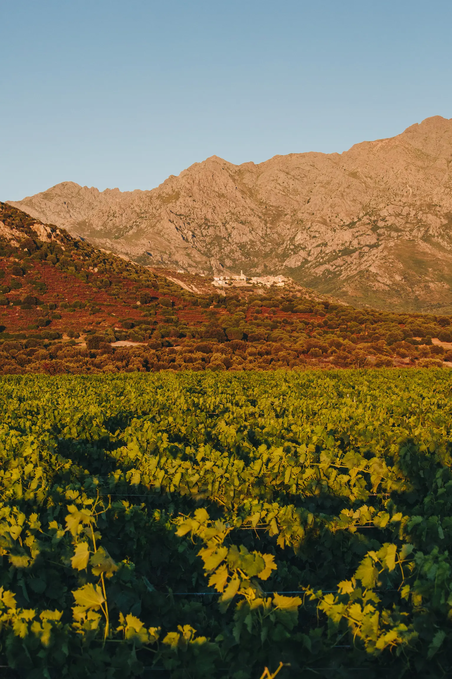 Image vigneron