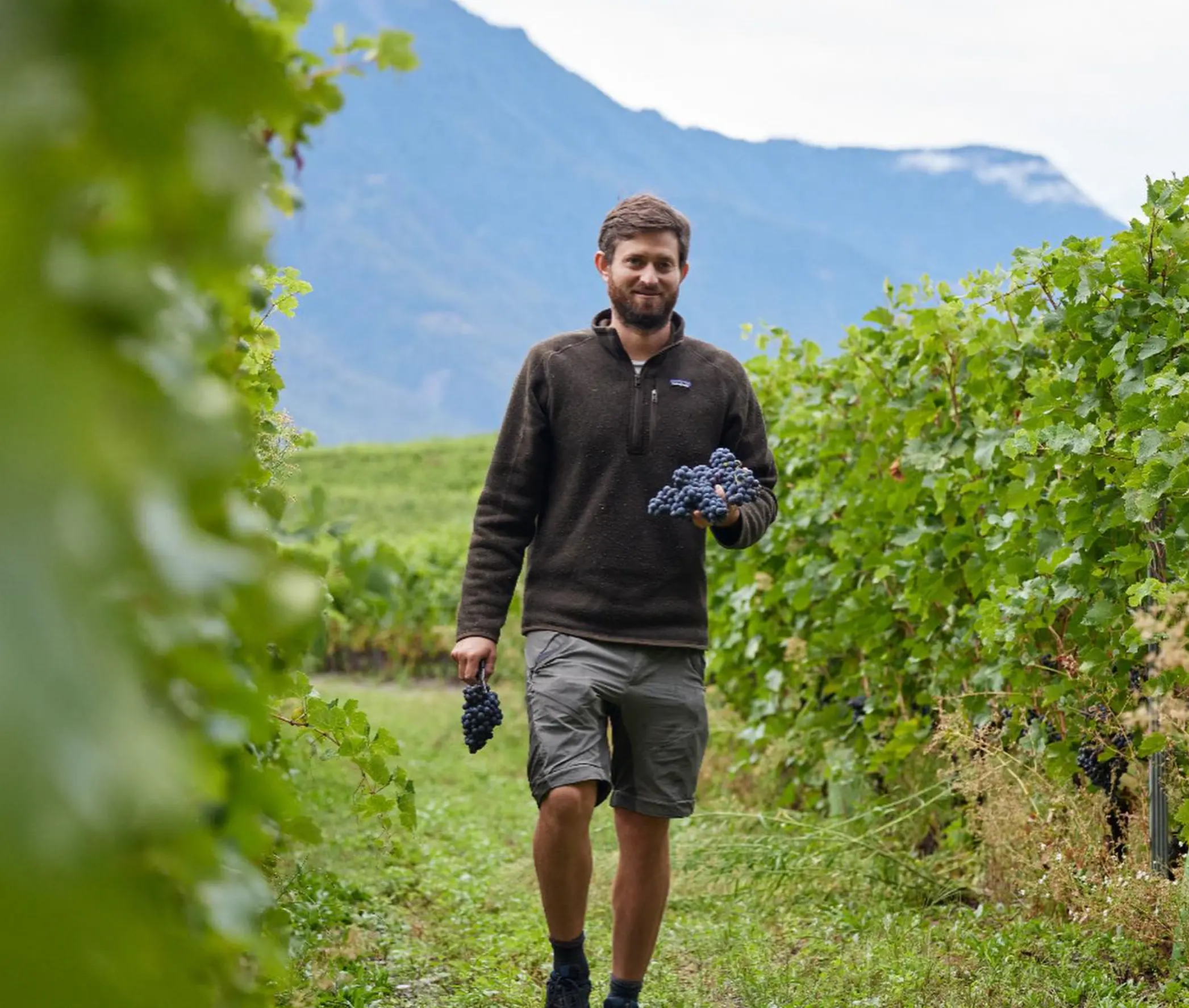 Image vigneron
