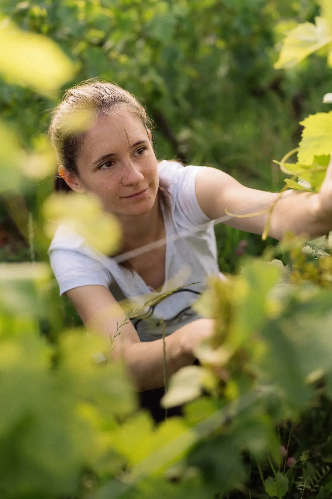 Image vigneron