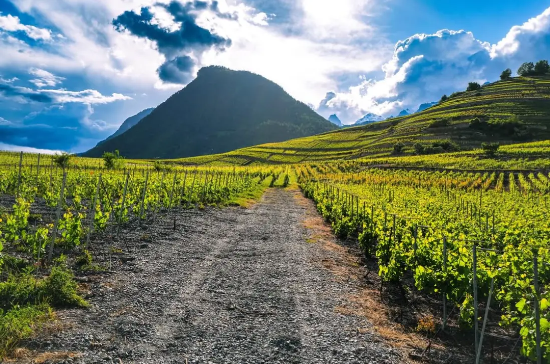 Image vigneron